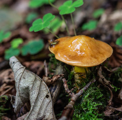 Suillus grevillei