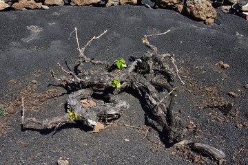 Lanzarote grapevine plant on volcanic hills