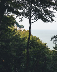 Urwald an der Ostsee