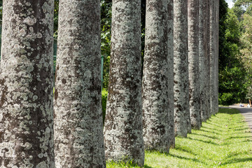Palm alley. Palm tree trunk lined up. Symmetric trunks.