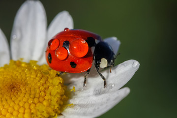 ladybug 15 © mehmetkrc