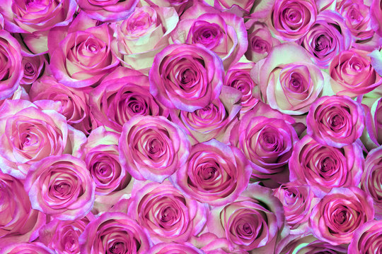 purple, pink roses