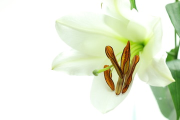 Fiore di giglio su sfondo bianco