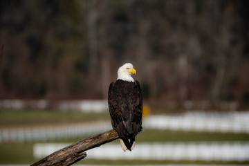 Perched Eagle