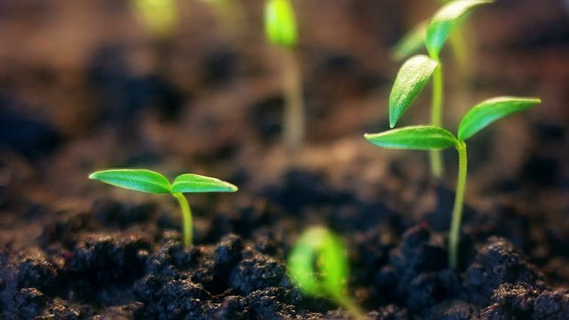 Time lapse of vegetable seeds growing or sprouting from the ground.