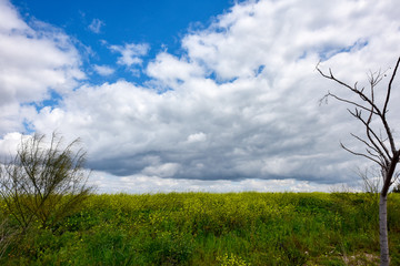 Green field and blue sky. Green grass and yellow flowers in the meadow. White clouds in the blue sky. Spring outside the city. 