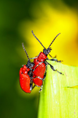 Scarlet lily beetles mating on a plant leaf