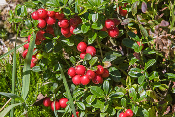 Preiselbeere an der Staude