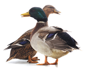 Obraz premium Two wild ducks.