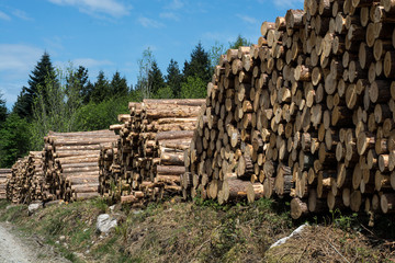 Fresh cut tree logs in the forest.
