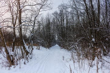 Snowy winter forest in cloudy weather. Russian forests. Forest in cloudy weather. Walk through the winter forest