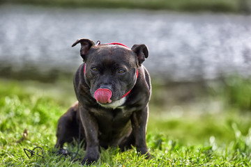English staffordshire bull terrier