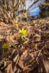 Winterlinge in voller Blühte