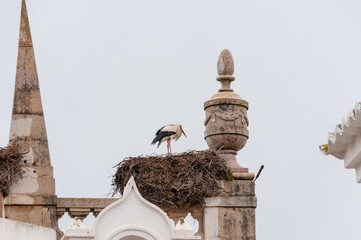 stork in a nest on building