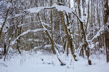 Snowy winter forest in cloudy weather. Russian forests. Forest in cloudy weather. Walk through the winter forest