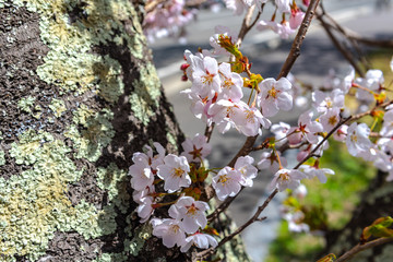 Close up beautiful full bloom pink white cherry blossoms flowers ( sakura ) in springtime sunny day with soft green blur natural background.