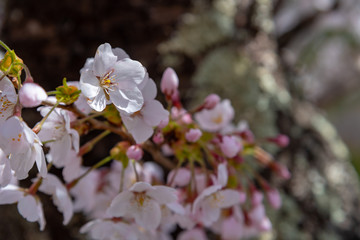 Close up beautiful full bloom pink white cherry blossoms flowers ( sakura ) in springtime sunny day with soft green blur natural background.