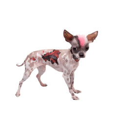 Punk style peruvian hairless and chihuahua mix dog with tattoo and piercing on white