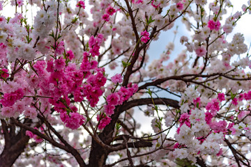 Close up beautiful full bloom pink white cherry blossoms flowers ( sakura ) in springtime sunny day with soft green blur natural background.