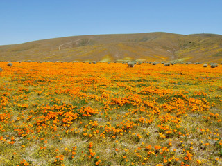 Fototapeta na wymiar American life / California Poppy.Orange earth and Blue Sky.
