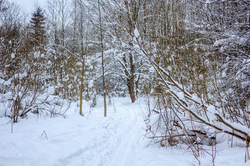 Snowy winter forest in cloudy weather. Russian forests. Forest in cloudy weather. Walk through the winter forest