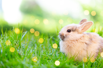 little bunny