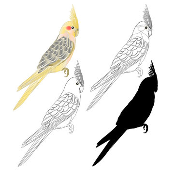 Yellow cockatiel cute tropical bird funny  parrot watercolor style outline and silhouette on a white background vintage vector illustration editable hand draw