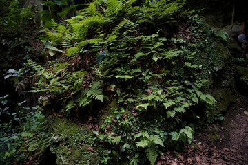 Things you see in Puerto Rico