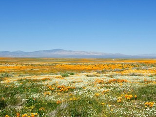 Fototapeta premium American life / California Poppy.Orange white mix earth and Blue Sky.