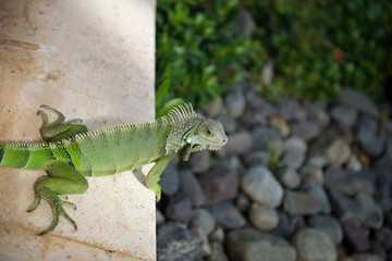 Things you see in Puerto Rico