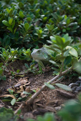 Things you see in Puerto Rico