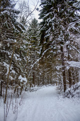 Snowy winter forest in cloudy weather. Russian forests. Forest in cloudy weather. Walk through the winter forest