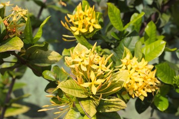 Yellow flowers of a tropical plant (Ari Atoll, Maldives)