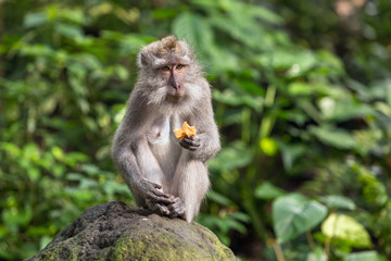 Monkey sits on a stone and eats sweet potatoes in the forest.