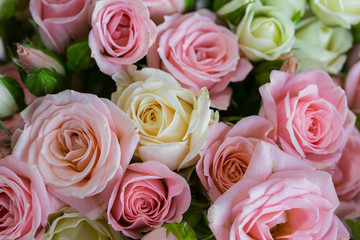 Background of roses. Pink, White and Yellow Roses