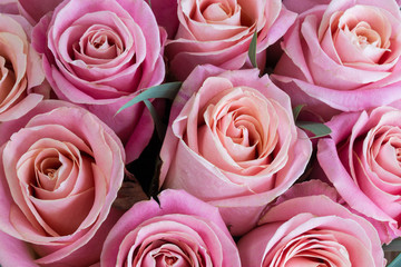 Background of pink roses close-up.