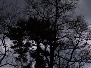 Fototapeta premium large pine before large water oak at twiligh