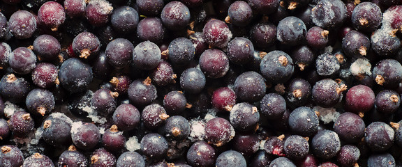 Delicious frozen black currants close-up, top view, organic healthy food, panoramic view.