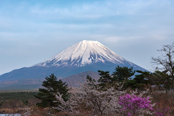 Mount Fuji at twilight after sunset, the World Heritage, view in Lake Shoji ( Shojiko ). Fuji Five Lake region, Minamitsuru District, Yamanashi prefecture, Japan. Landscape for travel destination.