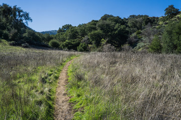 Fototapeta premium Hiking Path in Green Grass Field