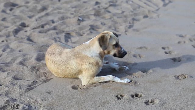 Portrait of cute big yellow mongrel dog relaxing at sandy summer beach outdoors. Real time full hd video footage.