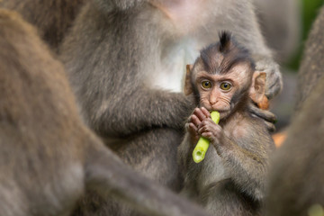Small monkey eats green pod in Ubud forest, Bali.