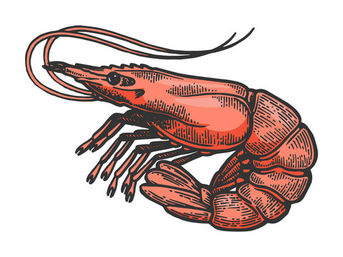 Shrimp sea Caridea animal sketch color engraving vector illustration. Scratch board style imitation. Black and white hand drawn image.