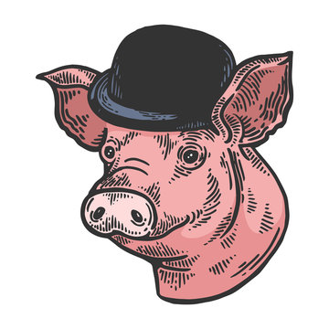 Pig animal in bowler hat sketch color engraving vector illustration. Scratch board style imitation. Black and white hand drawn image.