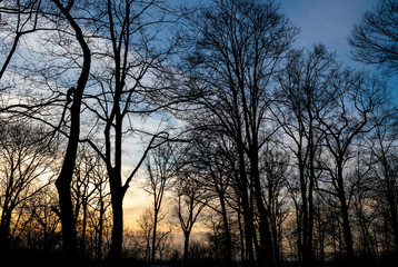 end of winter sunset in the woods