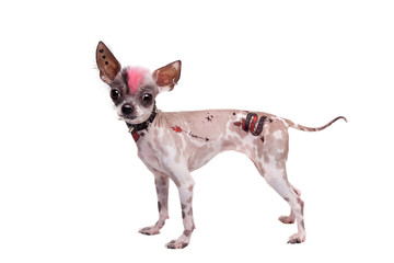 Punk style peruvian hairless and chihuahua mix dog with tattoo and piercing on white