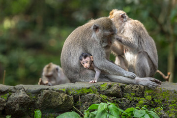 Naklejka na ściany i meble Family of the monkeys has a rest in the jungle of Ubud, Bali.