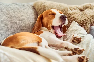 Gordijnen Beagle tired sleeping on couch yawning © Przemyslaw Iciak