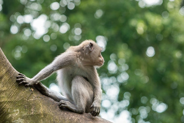 Alone monkey sits on the tree branch in the jungle of Ubud.