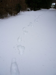 footprints in the snow after the snow storm